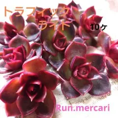 ★トラフィックライト♪★多肉植物【カット苗】