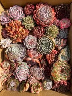 あ*⭐様 多肉植物　D1422　35株の大苗セット　カット苗　エケベリア 即購入