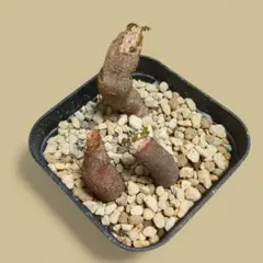 【2025年5月14日輸入分 新鮮株②】オペルクリカリア パキプス ベアルート 2025年最新】パキプス ベアルートの人気アイテム - メルカリ