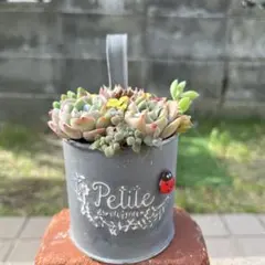 ♡そのまま飾れる♡カエルちゃんの可愛い多肉植物寄せ植え