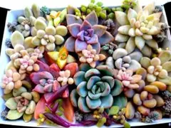 多肉植物　カット苗　エケベリア　セダム　小苗　寄せ植えセット　匿名配送