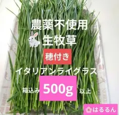 農薬不使用！生牧草【穂付き】イタリアンライグラスネコポス箱込み500g以上③のサムネイル