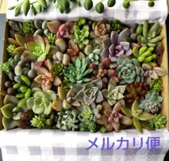 多肉植物 セダム カット苗セット 詰め合わせ 寄せ植え 多肉弁当【ハガキ大】