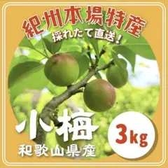 もちさま専用 和歌山産 小梅【約10kg・減農薬栽培】