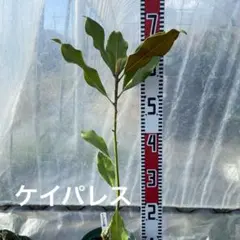 2026年最新】タイサンボク ケイパレスの人気アイテム - メルカリ