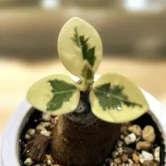 2026年最新】パンダガジュマル 斑入りの人気アイテム - メルカリ