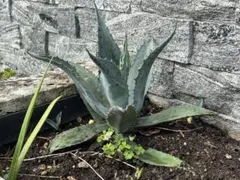アガベ 地植え ※千葉県引き取り限定 - メルカリ