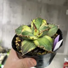 2026年最新】アガベ毒液の人気アイテム - メルカリ