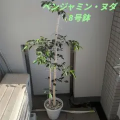 フィカス ベンジャミン ヌダ 8号鉢 - メルカリ