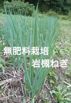 真菰葉 マコモ生葉 約200g 栽培期間中無農薬無施肥不耕起 9月23日秋分