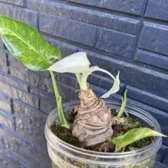 斑入りクワズイモ 抜き苗のサムネイル