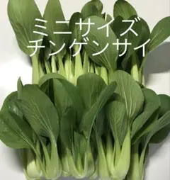 ミニチンゲンサイ 青梗菜 約500gのサムネイル