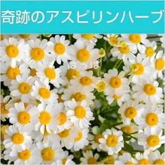 ハーブの種 フィーバーヒュー約50粒 多年草のサムネイル