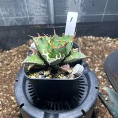 し～ま様 リクエスト 2点 まとめ商品