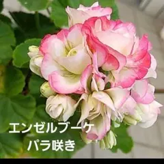 【完売御礼】A バラ咲き ゼラニウム 大きめ 苗 エンゼルブーケ ゼラニューム 八重咲きゼラニウム・エンゼルブーケ - メルカリ