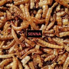 乾燥ミルワーム19ｇ　小動物の餌・おやつ※いいねしないでくださいのサムネイル