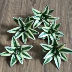 2025年最新】笹の雪 黄覆輪の人気アイテム - メルカリ