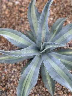 2026年最新】アガベアメリカーナレモンライムの人気アイテム - メルカリ