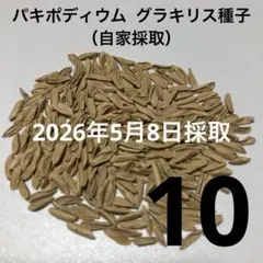 パキポディウム グラキリス種子X2 - メルカリ