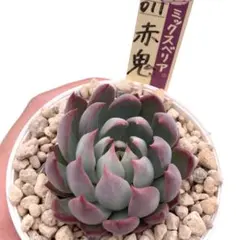 ぽ*ね様 【極上苗】ミックスベリア 赤鬼 多肉植物 おらいさん 自家繁殖苗