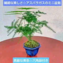 ちゃぶ台deー様 リクエスト 2点 まとめ商品