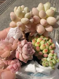 お得エケベリア セダム抜き苗セット　花火　ロココ　ペタリン　多肉　美株