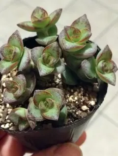 ☆ぷりん☆0629様 リクエスト 2点 まとめ商品