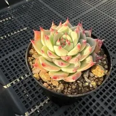 多肉植物 カット苗抜き苗 鉢の中の多肉 桃太郎 - メルカリ