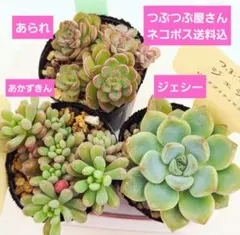 ㉚茜❣️あかずきん❣️チュン❣️発根済!つぶつぶ屋さん ネコポス送料