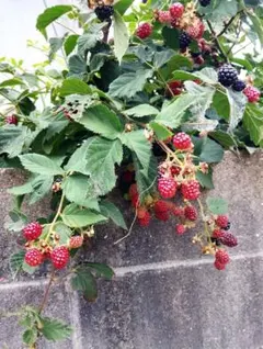 ブラックベリー挿し木苗