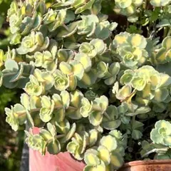 多肉植物 斑入りミセバヤ カット苗 7本セット