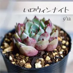 hitomi様 リクエスト 3点 まとめ商品