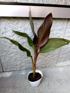 ブラックリーフカンナ オーストラリア 苗 球根 根茎 - メルカリ