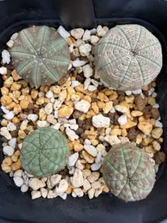 ユーフォルビア オベサ 3株セット 鉢ごと発送 - メルカリ