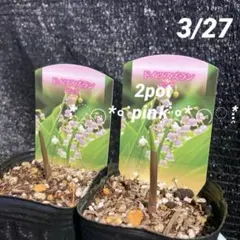 ③*:ஐ2ポットセット・可愛い小さなピンクの花*:ஐドイツスズラン・苗【ピンク】