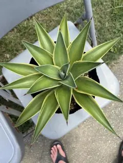 アガベ チタノタ Agave titanota ビルベイカー株 親株 #2 アガベ チタノタ Agave titanota ビルベイカー株 子株 #2-7 - メルカリ