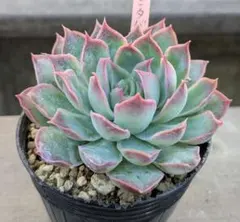 ☆Buttho♪(о´∀`о)☆様 リクエスト 2点 まとめ商品