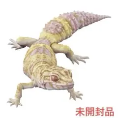 いきもの大図鑑アドバンス レオパードゲッコー ベルアルビノ