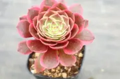 6#観葉植物 アエオニウム錦❤️花月夜錦❤️1頭7cm 拔き苗 - メルカリ