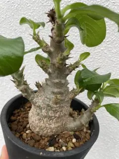 【タイ輸入】アデニウム・アラビカム 綴化 タイ輸入】アデニウム・アラビカム 綴化 | Mercari
