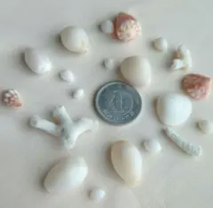 小さな貝殻 自然素材 ハンドメイド 沖縄