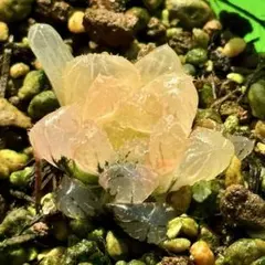 は*し様 OB-1オブツーサ錦　超美株　ハオルチア　観葉植物　オークション　48