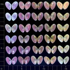 桜貝【合貝】30組(穴無し) ㉚