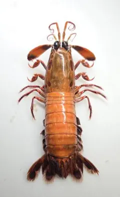 2026年最新】蟹 剥製の人気アイテム - メルカリ