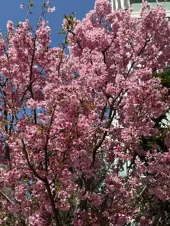 mAa- ̗̀ ☺︎ ̖́-様 リクエスト 2点 まとめ商品