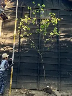 絶品。自然樹形エゴノキ大株立ち2.3M(鉢底から) - メルカリ