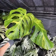 斑入りモンステラボルシギアナオーレアハーフムーン黄斑4号鉢植え83cm