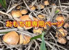 おもち様専用ページ