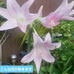 Takkun様 リクエスト 2点 まとめ商品