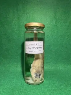 2026年最新】液浸標本の人気アイテム - メルカリ